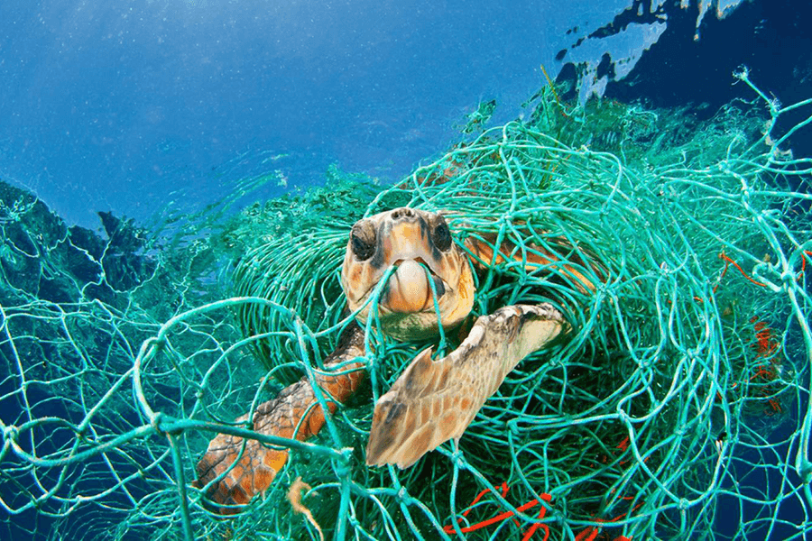 Tartaruga marina intrappolata in una rete da pesca